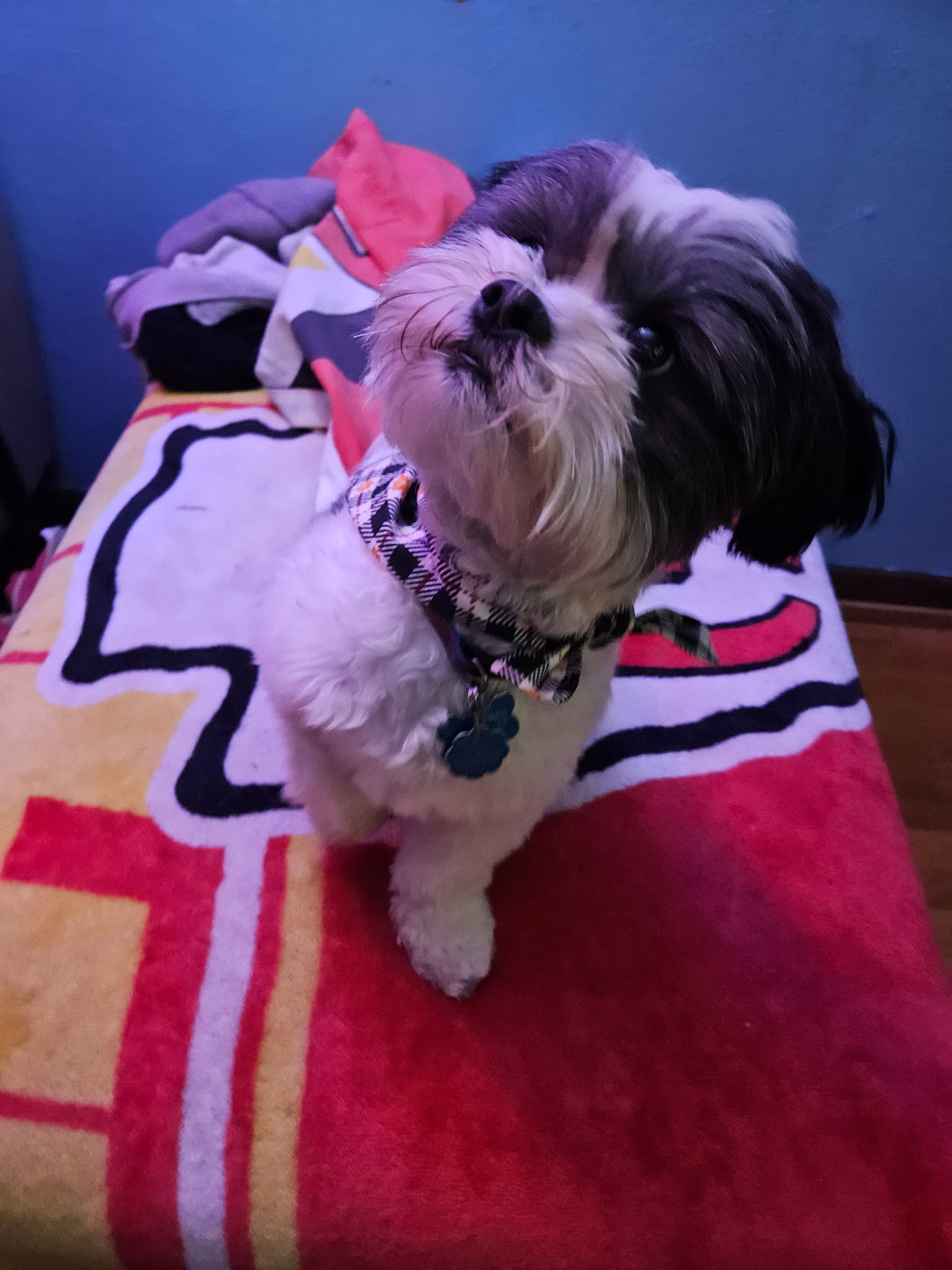 Handmade Pet Bandanas